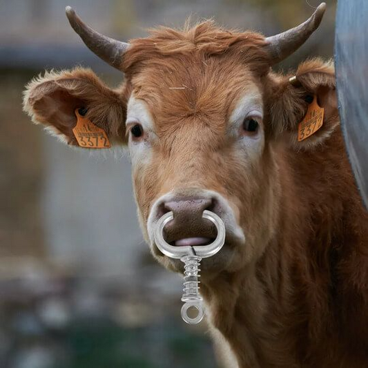 Cow Nose Ring Stainless